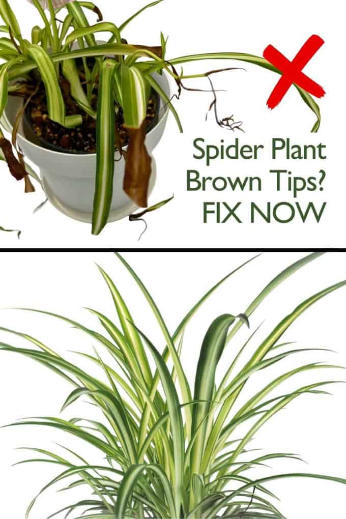 Spider Plant Brown Tips? FiX NOW
