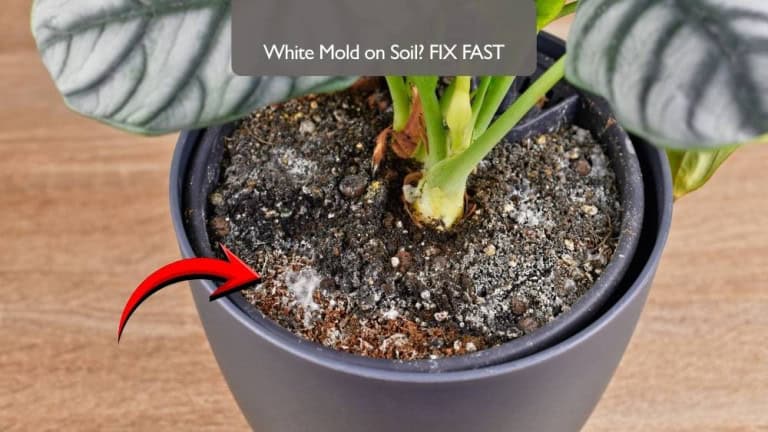 white mold on houseplant soil (how to fix it fast)
