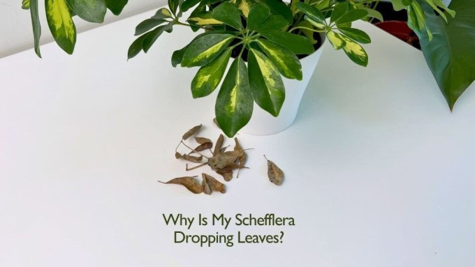 Why Is My Schefflera Dropping Leaves?