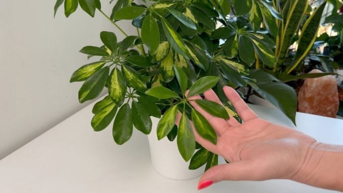 Schefflera dropping leaves stress signs on umbrella plant indoors