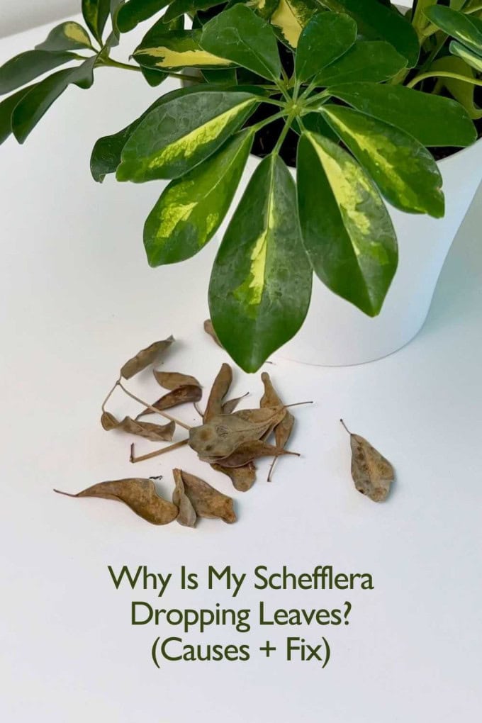 Schefflera Dropping Leaves