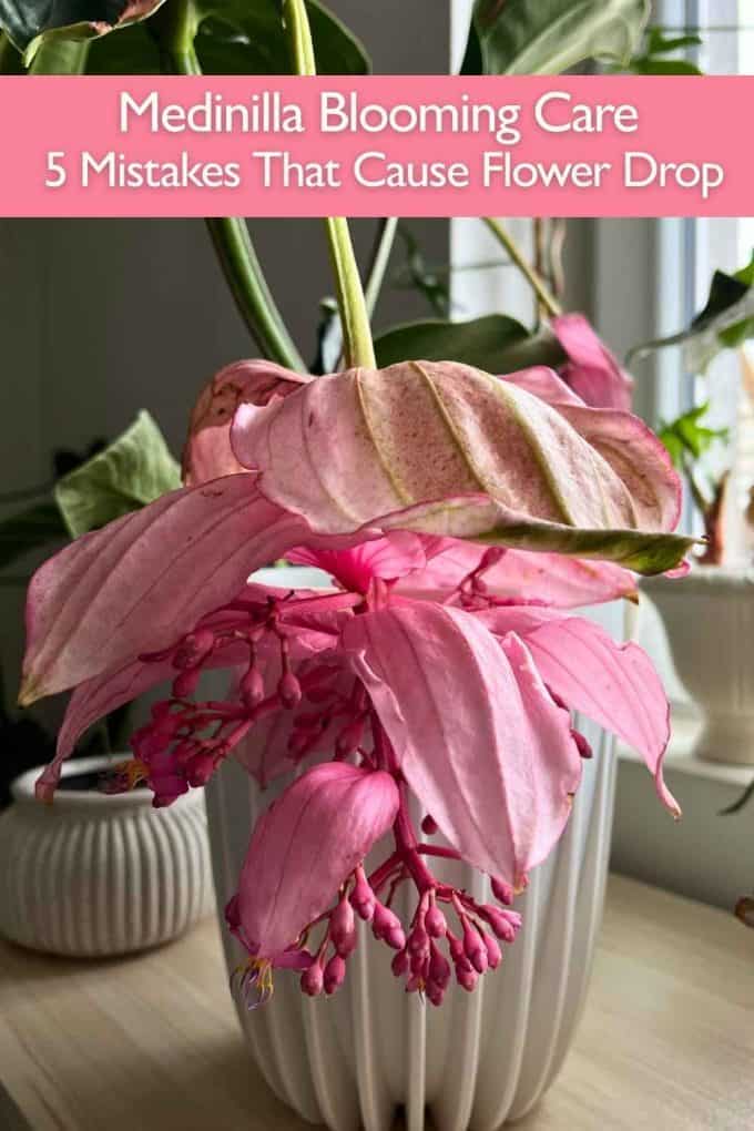 Medinilla blooming care infographic explaining mistakes that cause Medinilla magnifica flower drop indoors