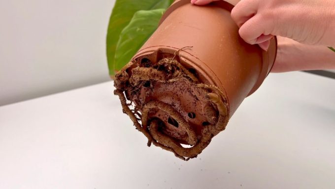 strelitzia nicolai problems roots coming out of drainage holes showing plant needs larger pot