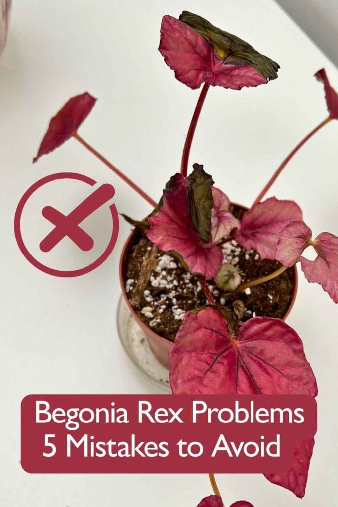 Begonia Rex problems 5 mistakes to avoid plant care infographic