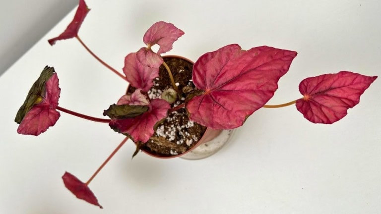 Begonia Rex problems brown damaged leaves indoor plant