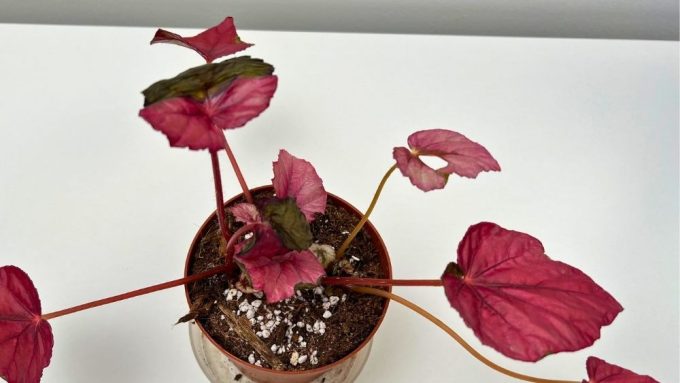 Begonia Rex problems damaged leaves curling edges