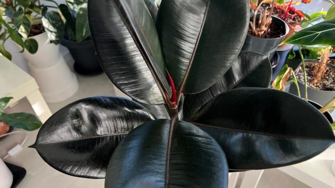 Black Rubber Plant care – glossy dark leaves of Ficus Elastica Burgundy growing indoors