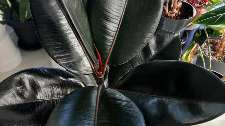 Black Rubber Plant Burgundy glossy dark leaves with new red growth indoors