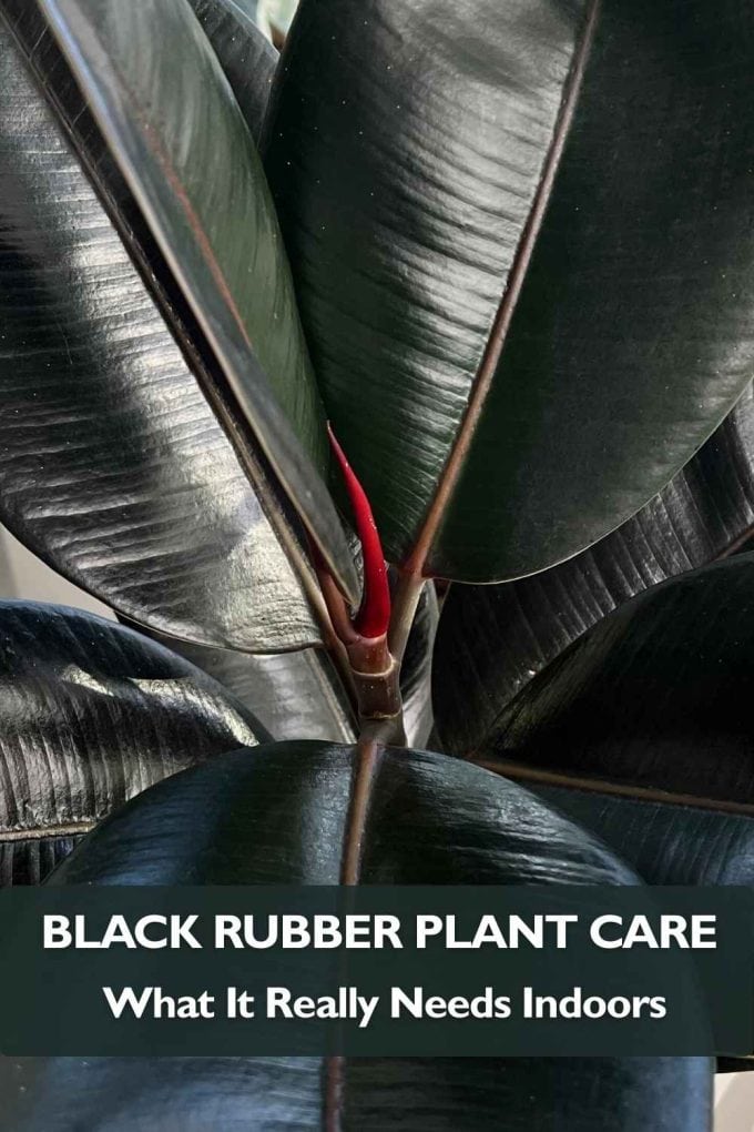 Black Rubber Plant Care Guide (Ficus Elastica Burgundy Indoor Tips)