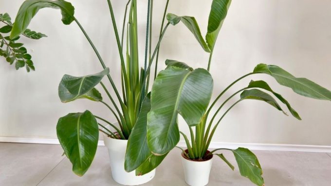 strelitzia nicolai problems healthy vs unhealthy bird of paradise plant comparison