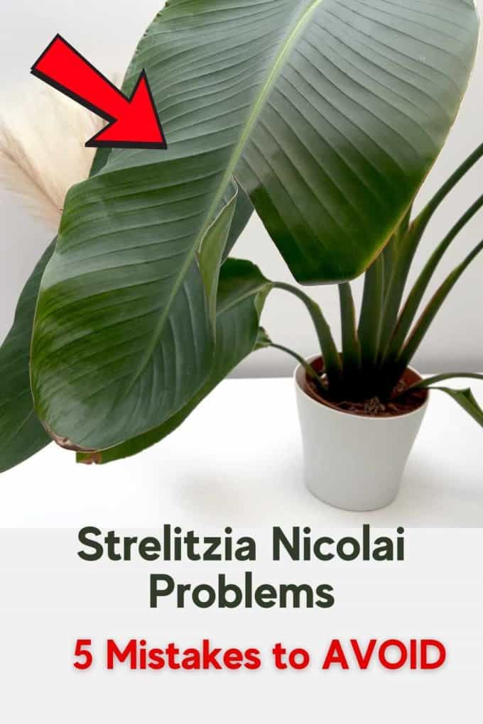 strelitzia nicolai problems and brown leaf damage explained with 5 bird of paradise care mistakes to avoid