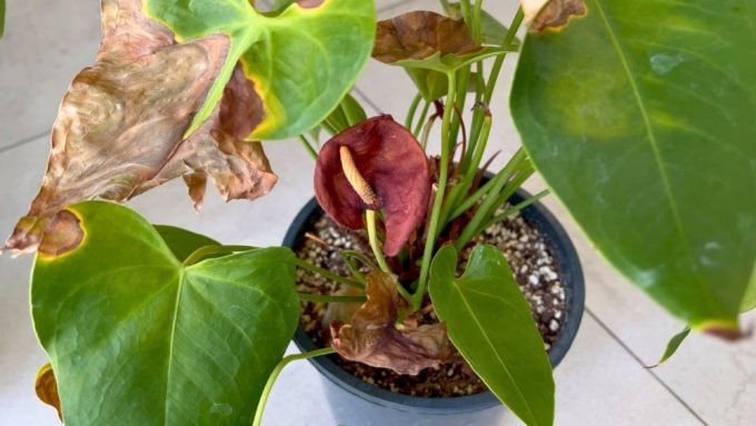 anthurium problems brown leaves from direct sunlight