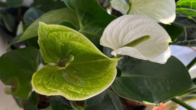 anthurium problems flowers turning green as they age