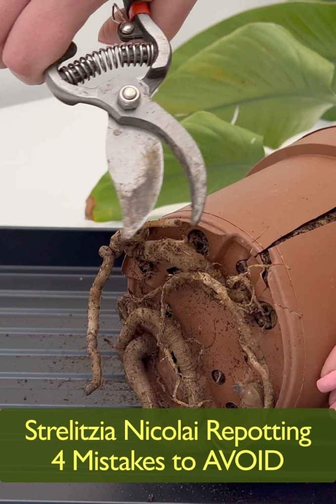 Strelitzia Nicolai repotting guide showing root bound Bird of Paradise plant and how to remove it from a tight pot