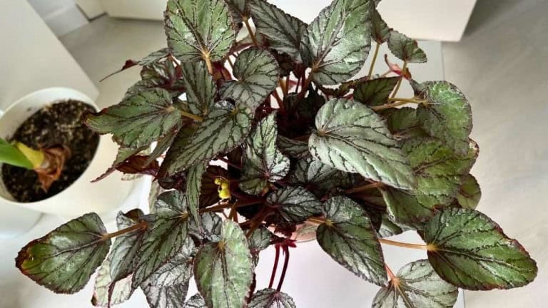 Begonia Rex watering mistake comparison showing healthy bottom watered plant