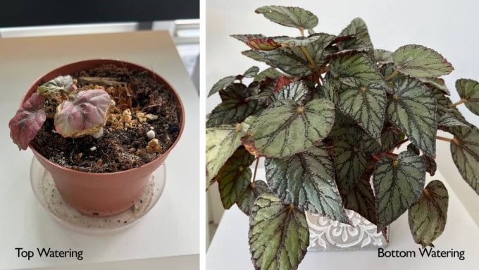 Begonia Rex watering mistake comparison between top watering and bottom watering
