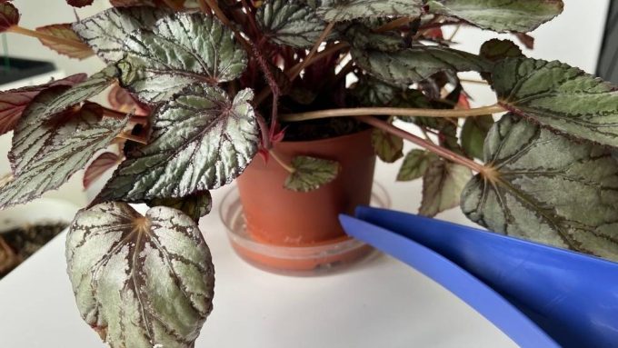 Begonia Rex watering mistake showing bottom watering method in a water tray