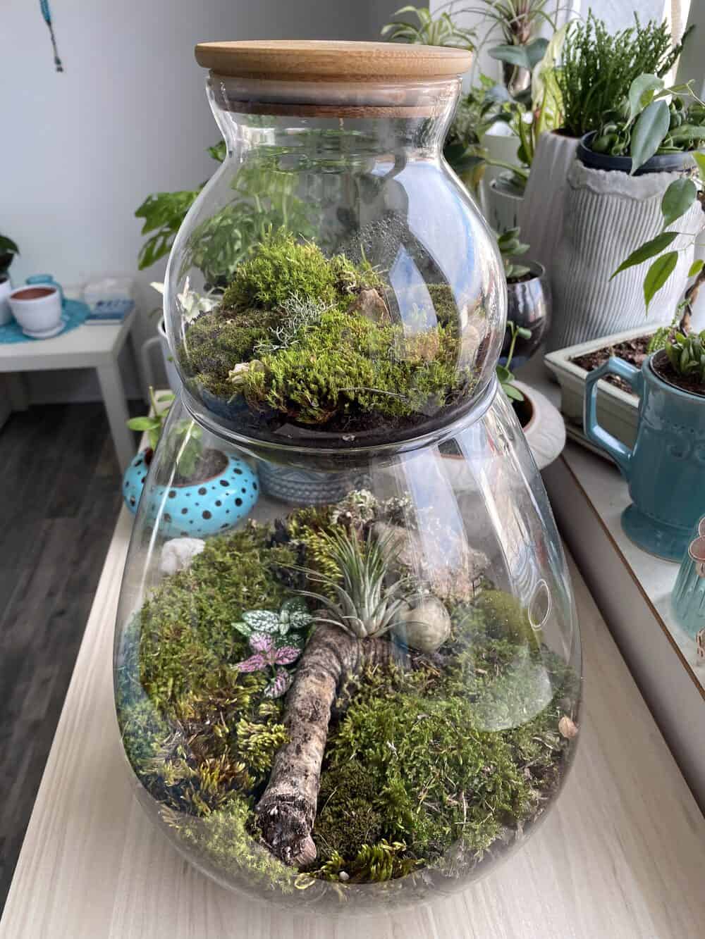 Closed terrarium in a glass jar with moss and air plants