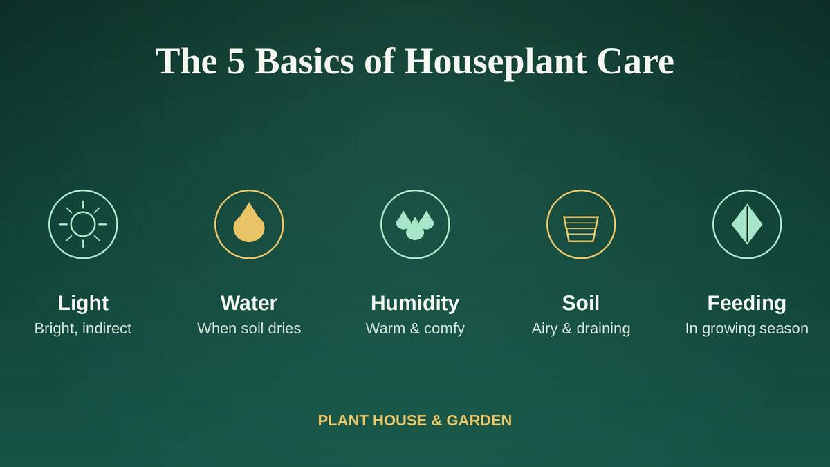 The five basics of houseplant care, light water humidity soil and feeding icons