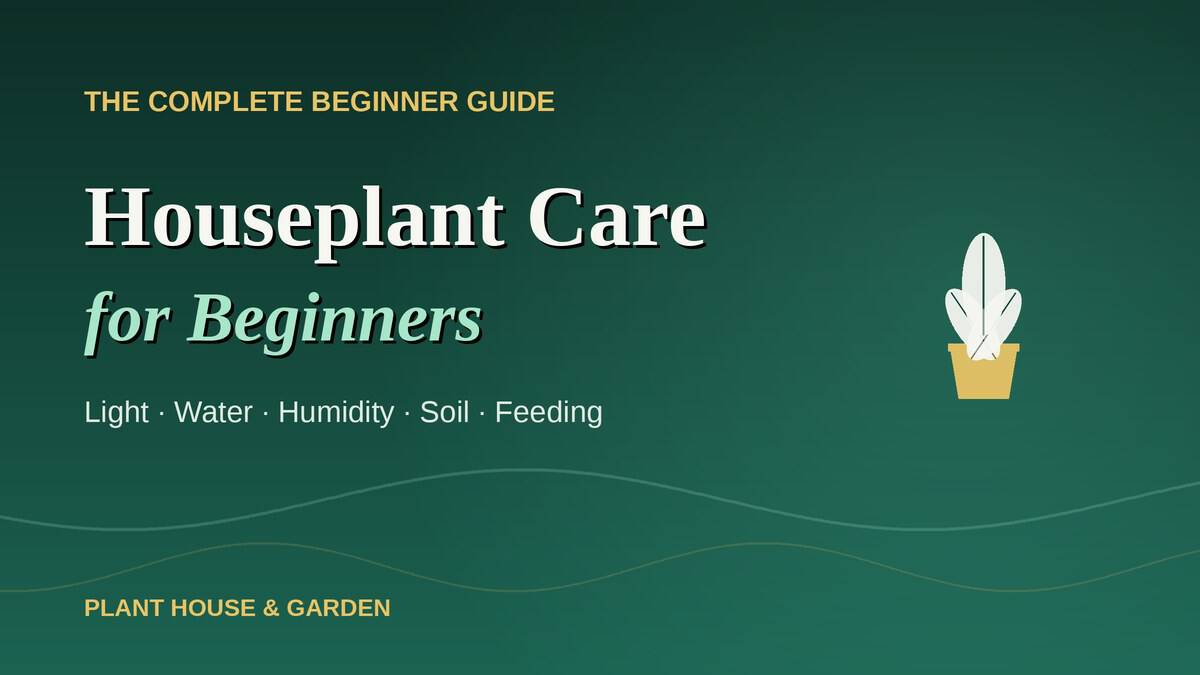 Houseplant care for beginners guide, light water humidity soil and feeding