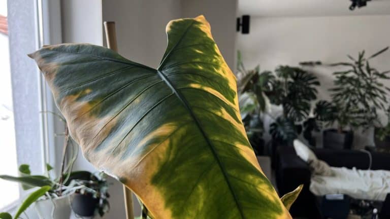 Houseplant pests and problems, a leaf with yellowing edges on a healthy plant