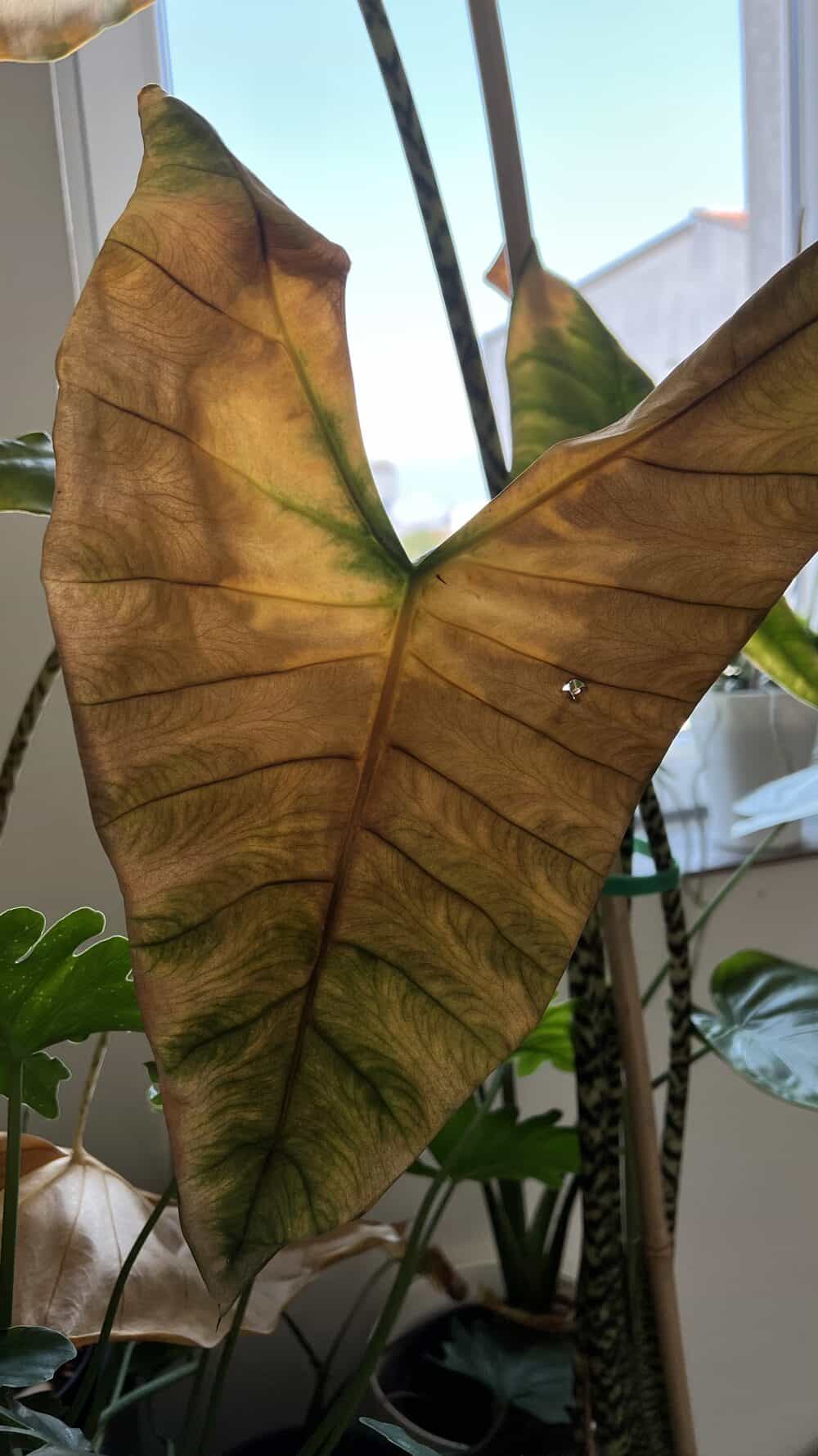 Houseplant problem of a brown drying leaf with crispy edges