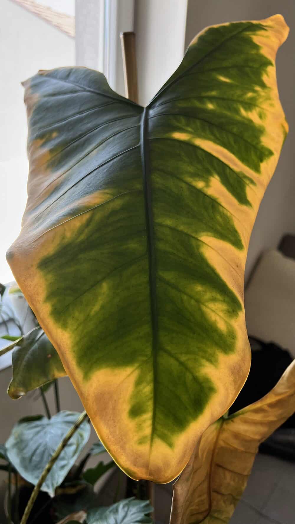 Houseplant problem of yellow leaves on an aroid, a common care issue not a pest