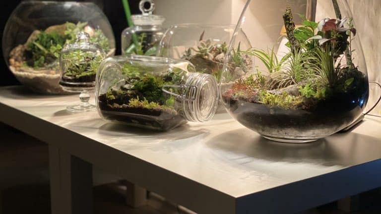 How to make a terrarium, a collection of glass moss terrariums on a table