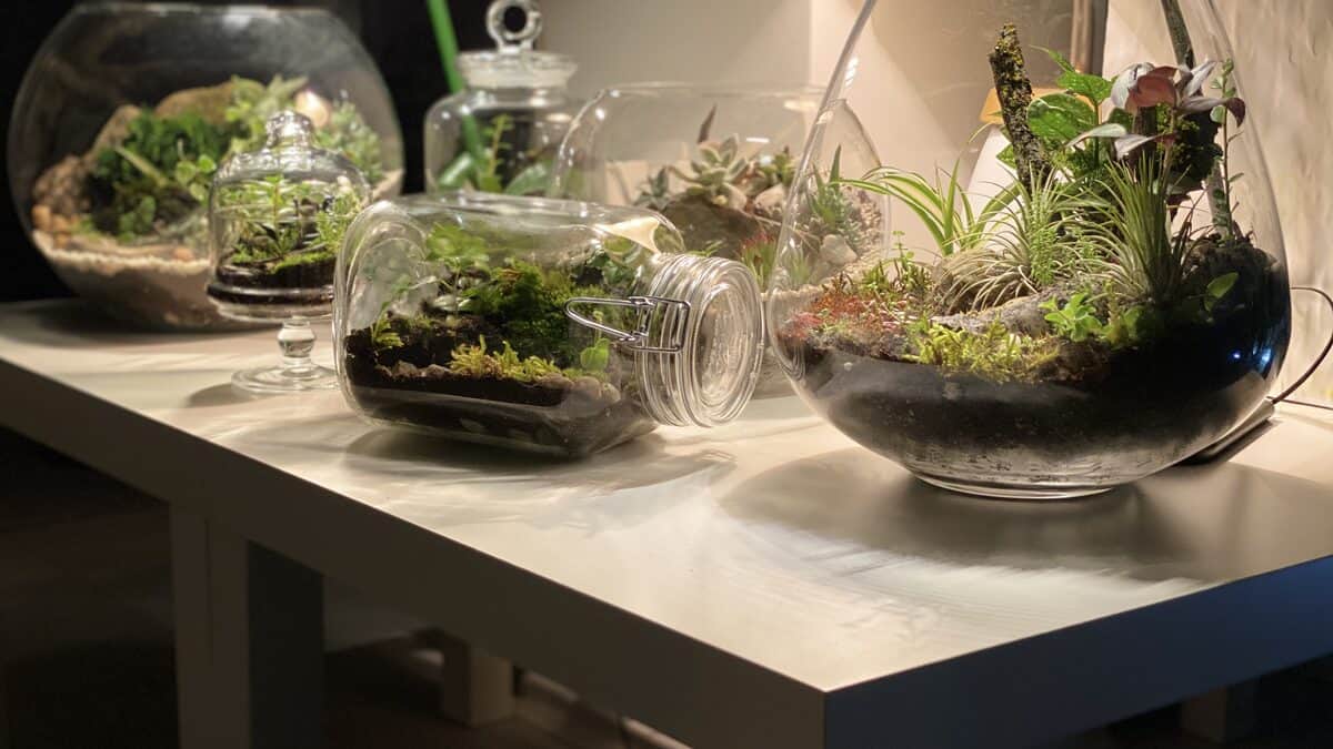 How to make a terrarium, a collection of glass moss terrariums on a table