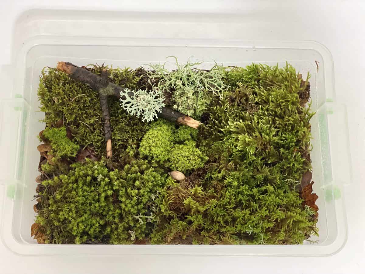 Moss and lichen collected for making a terrarium