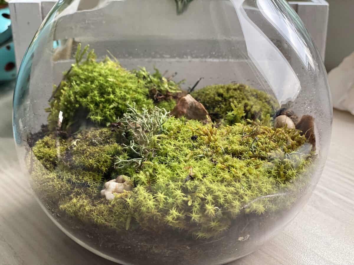 Moss terrarium in a glass globe, a closed terrarium ecosystem