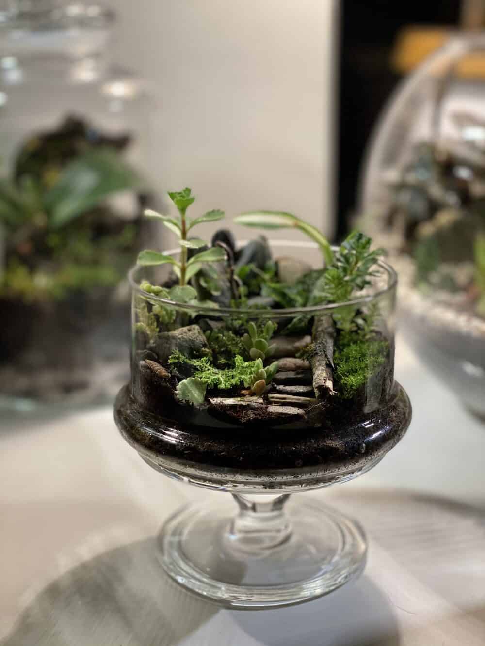 Open terrarium with succulents and moss in a glass dish