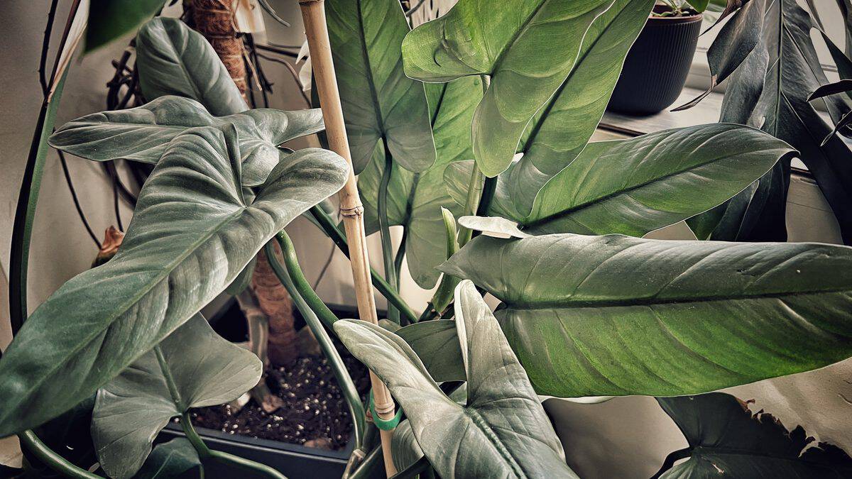 Climbing Philodendron growing up a moss pole indoors
