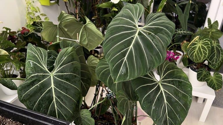 Philodendron gloriosum care, dark velvet leaves with bright white veins