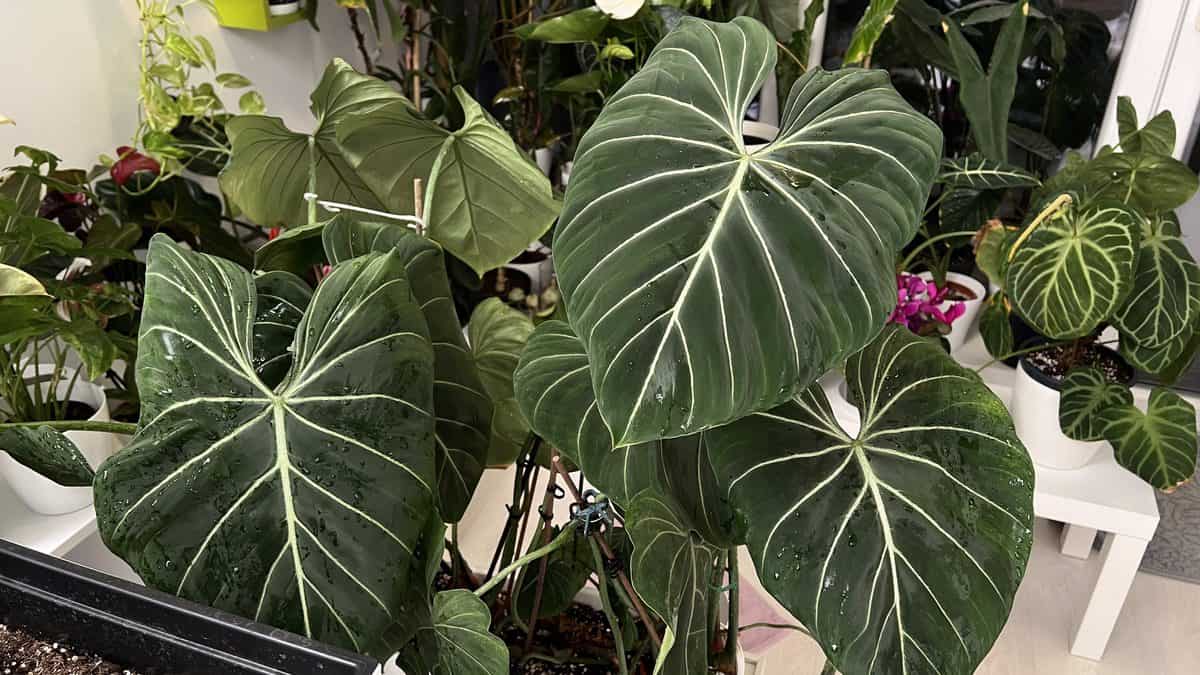 Philodendron gloriosum with dark velvet leaves and white veins in an indoor plant collection