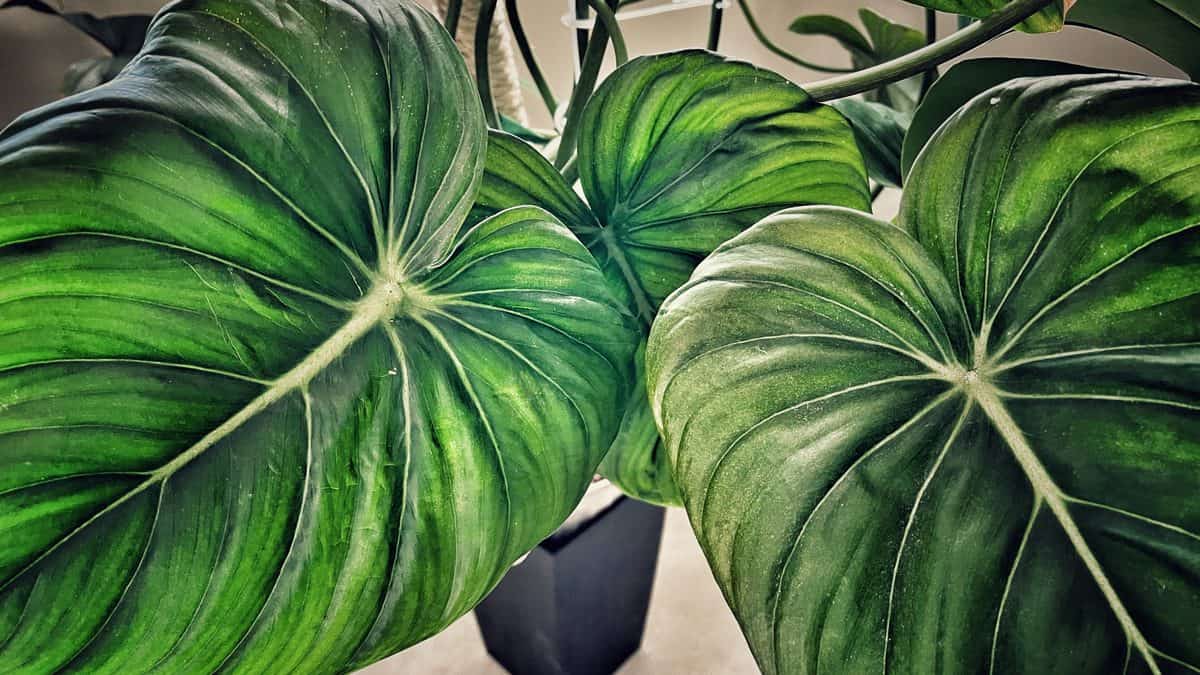 Close-up of large velvety Philodendron leaves with pale veins