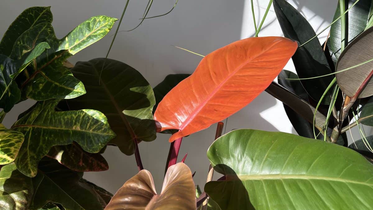 Philodendron Prince of Orange leaf unfurling in bright orange