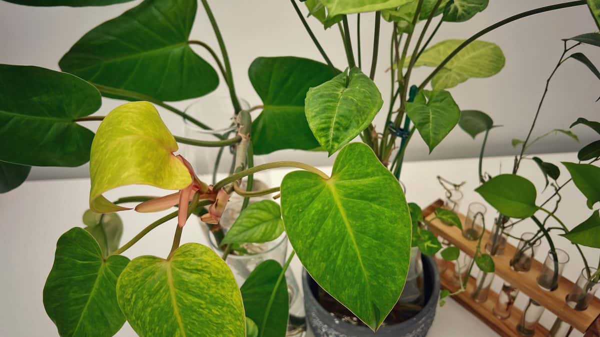 Heartleaf Philodendron cuttings propagating in water