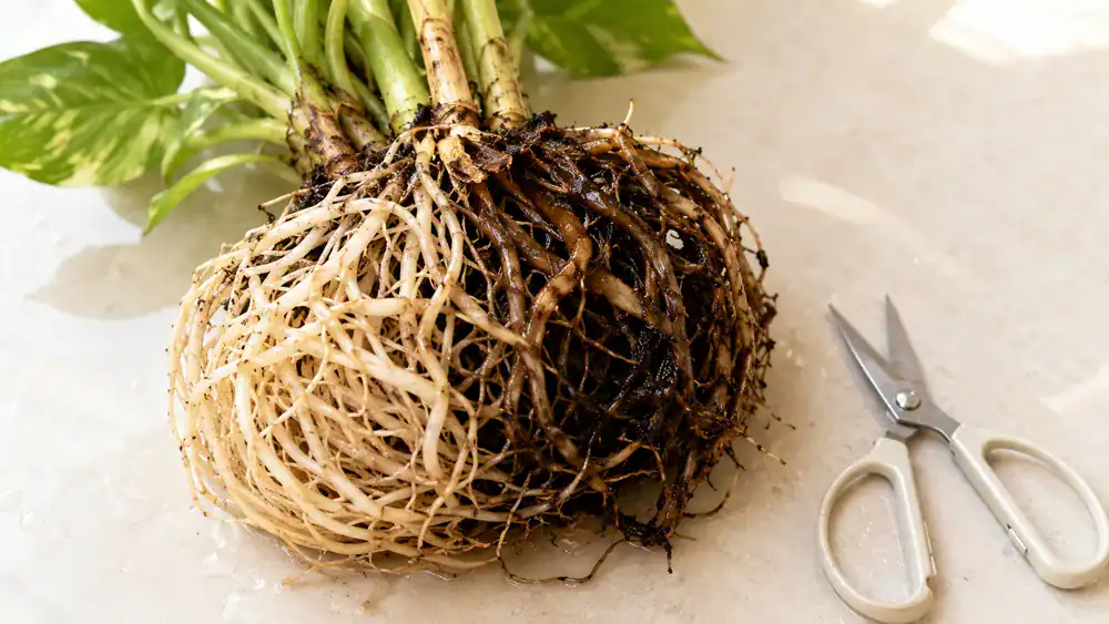 Trimming brown rotted roots from a houseplant with root rot