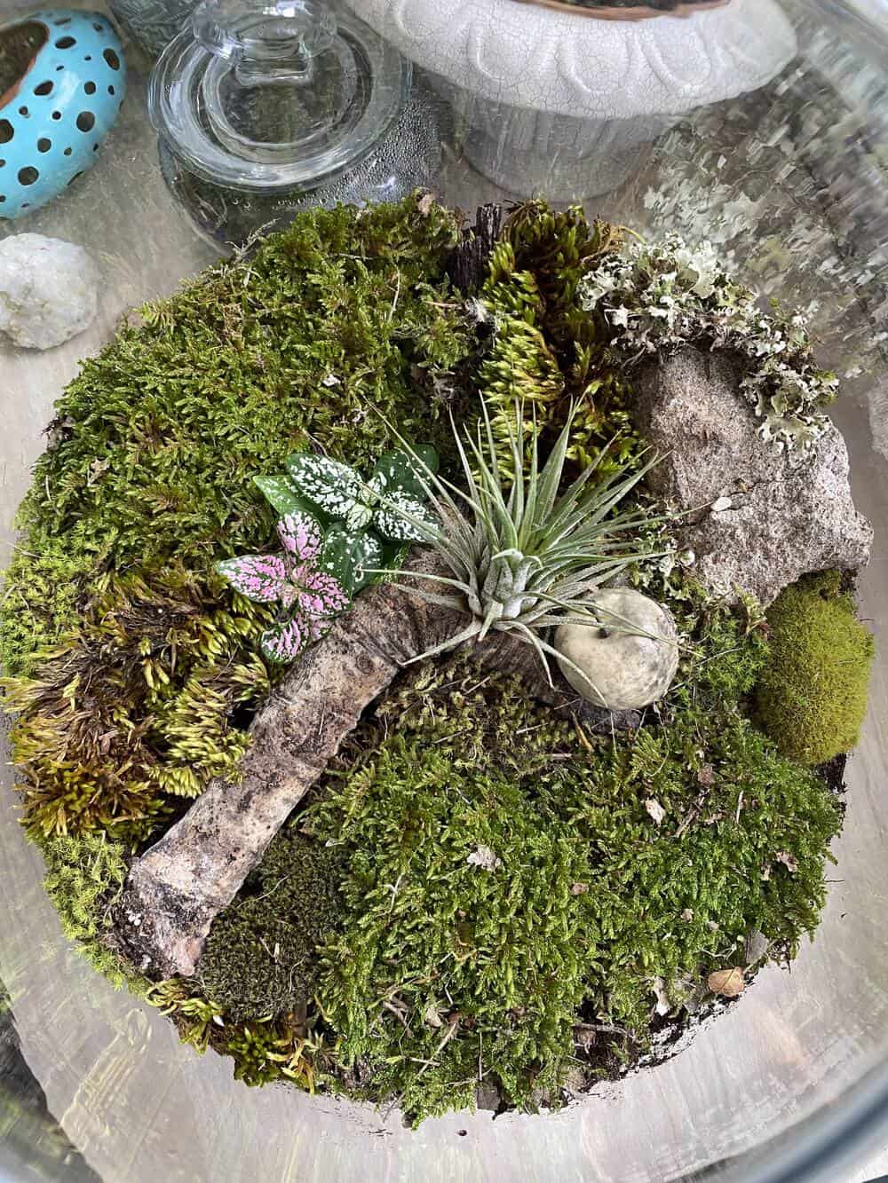 Open terrarium with moss, lichen and an air plant, top down