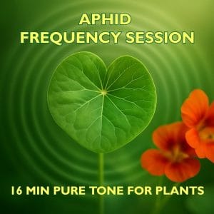 Aphid Frequency Session, pure tone audio for plants