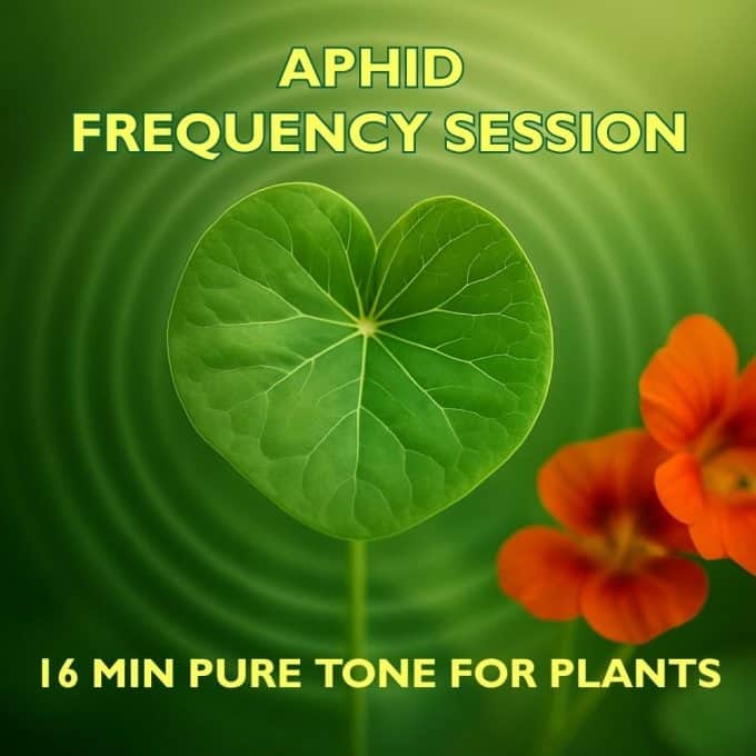 Aphid Frequency Session, pure tone audio for plants