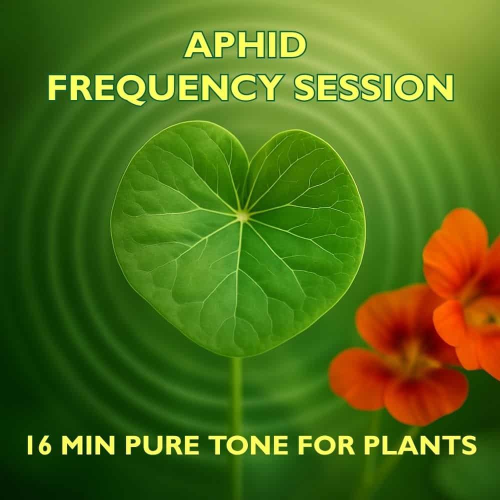 Aphid Frequency Session, pure tone audio for plants