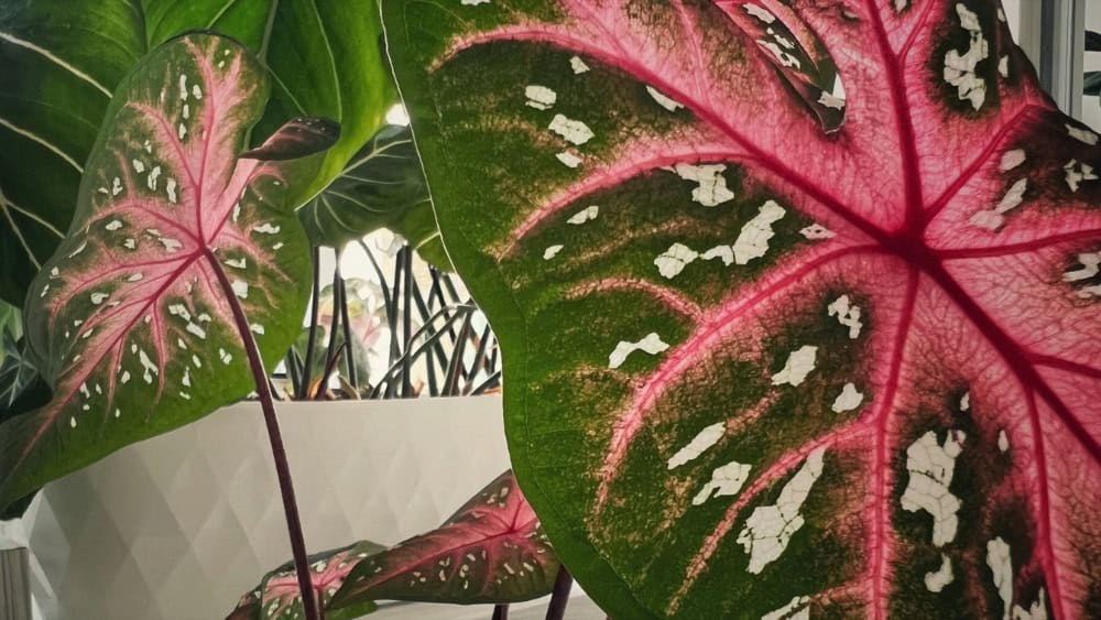 Pink Caladium, one of the most colourful pink houseplants, with rose and green heart shaped leaves