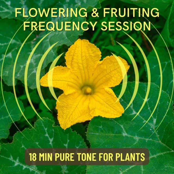 Flowering and Fruiting Frequency Session, pure tone audio for plants