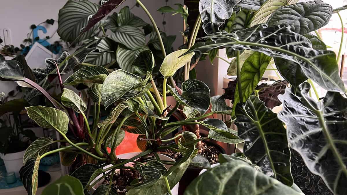 A cluster of houseplants including a philodendron birkin and an alocasia grouped out of direct sun