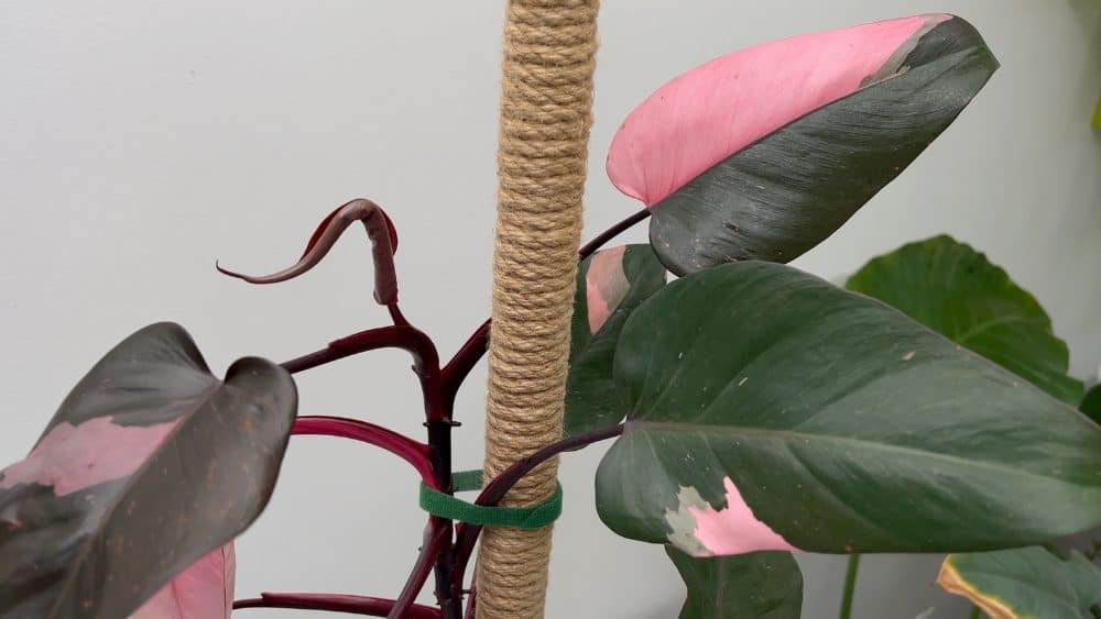 Philodendron Pink Princess, one of the rarest pink houseplants, on a moss pole with several pink variegated leaves
