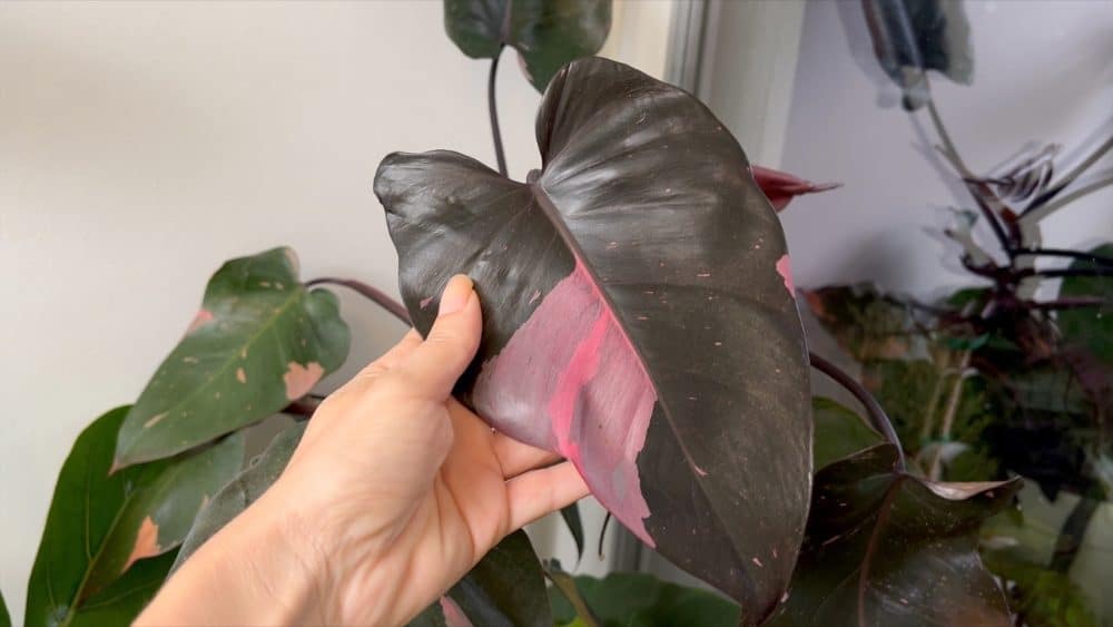 Philodendron Pink Princess leaf with bubblegum pink variegation, one of the most sought after pink houseplants