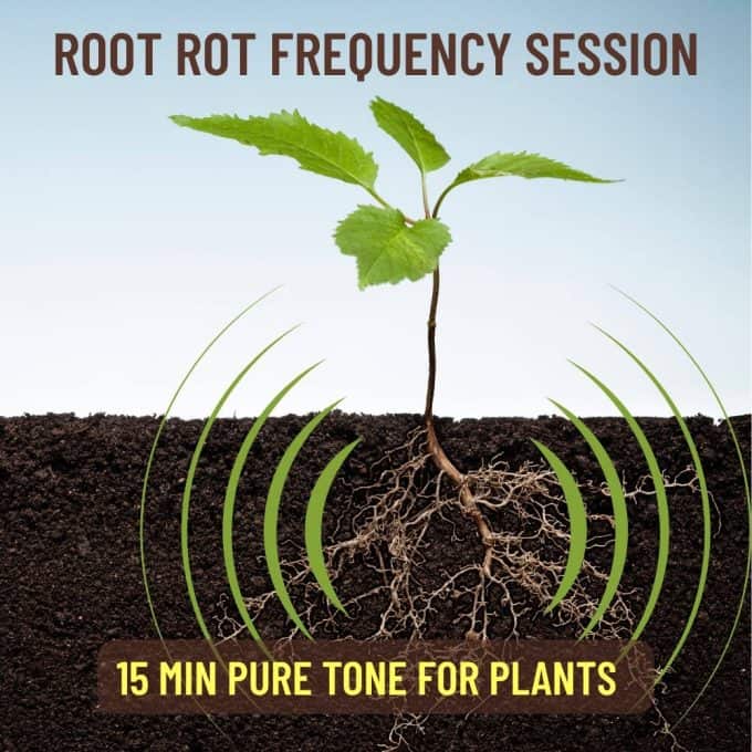 Root Rot Frequency Session, pure tone audio for plants