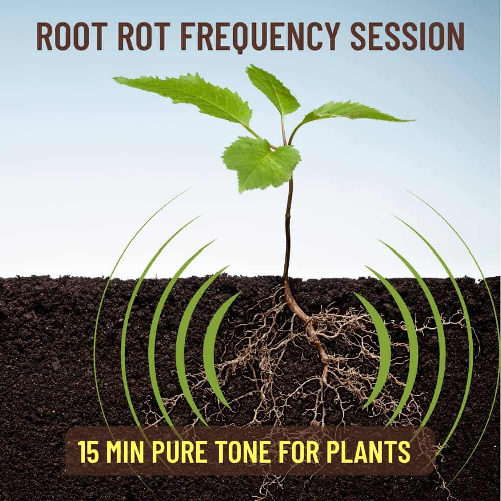 Root Rot Frequency Session, pure tone audio for plants